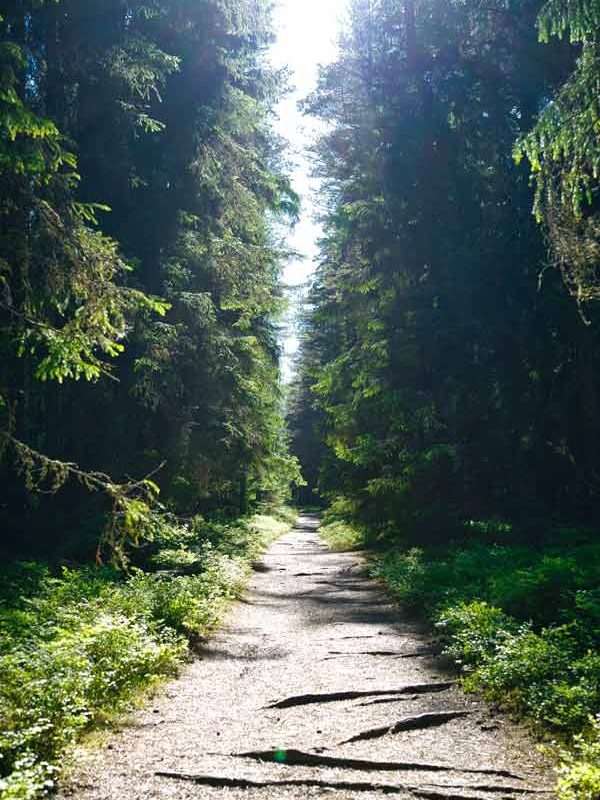 estonia-forest
